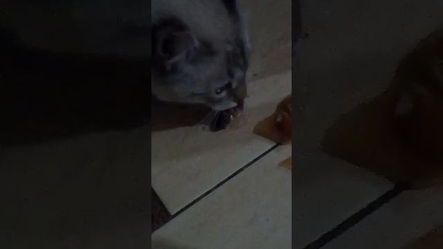 что если дать коту рыбу смотреть онлайн