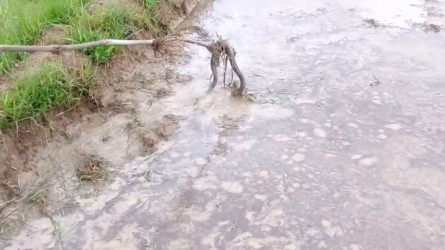 Reply Python snake смотреть онлайн