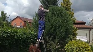 Кардинальная обрезка и формовка хвои. Срезали половину туи! Зачем и почему?