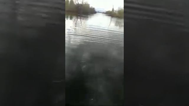 Личинка щуки, зарыбление озера в Новосибирске смотреть онлайн