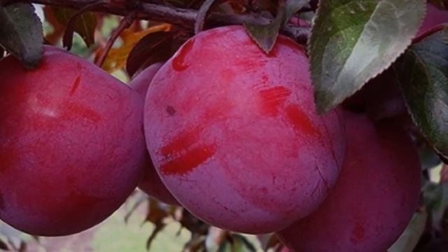 Выращивание Алычи на участке как бизнес идея смотреть онлайн