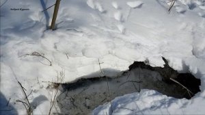 (28)Бретонский эпаньоль. Кратко  от детства до охоты.