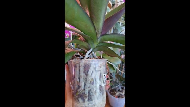 ВРЕМЯ ПЕРЕСАДИТЬ ОРХИДЕЮ смотреть онлайн