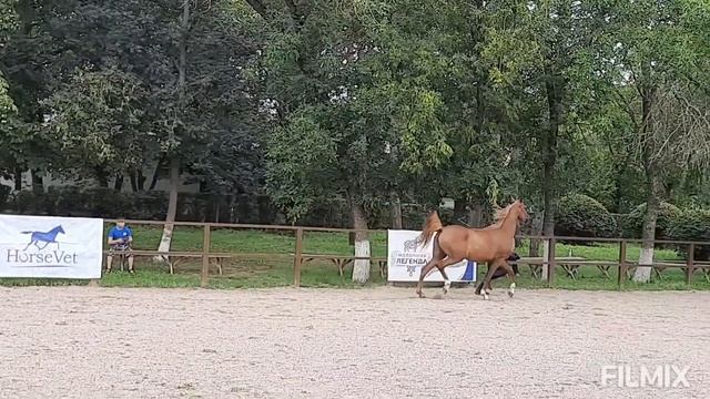 Терский конный завод/ЗВЕЗДА ПЯТИГОРЬЯ/Часть 2/Шоу Арабских лошадей/TAMAR arabian stud смотреть онлайн