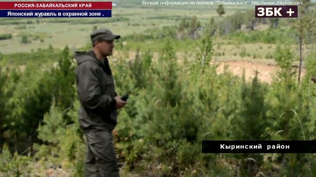 12 + В ОХРАННОЙ ЗОНЕ СОХОНДИНСКОГО ЗАПОВЕДНИКА ЗАМЕТИЛИ КРАСНОКНИЖНОГО ЯПОНСКОГО ЖУРАВЛЯ смотреть онлайн