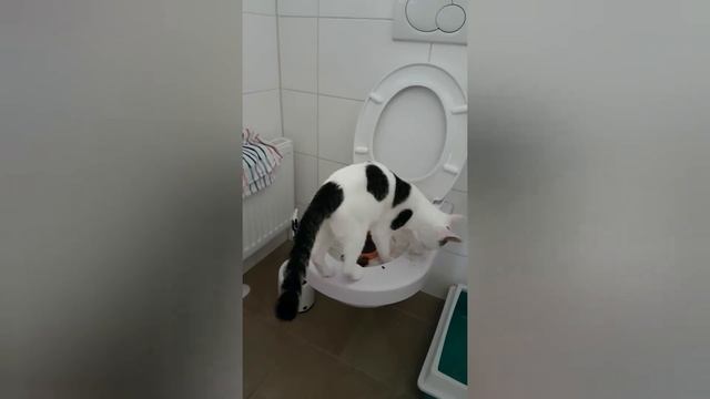Katzen Menschenklo beibringen. Как научить кошку ходить на унитаз. смотреть онлайн