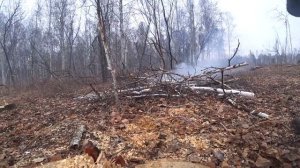 Без этого в лесу никак нельзя. Заготовка дров в деревне.