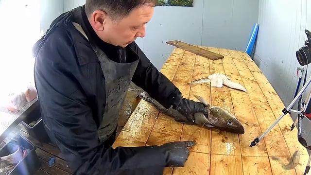 Как разделать рыбу на филе | Разделываем треску смотреть онлайн