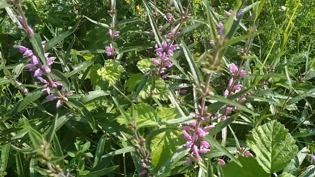 Луговые травы.Душица.Шалфей.Зопник.Зверобой.Цикорий.//Oregano.Sage.Zopnik.St. John's wort.Chicory./ смотреть онлайн