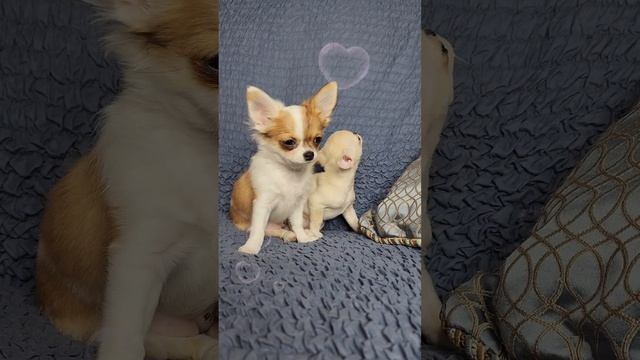 девочка чихуахуа рыже-белая длинношёрстная свободна и готова к переезду в новый дом. смотреть онлайн