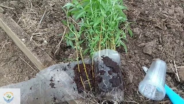 Укоренение ивы черенками-верхушками смотреть онлайн