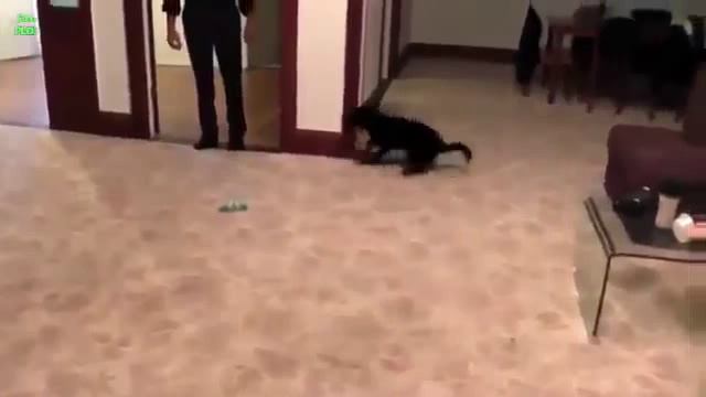 Приколы с животными кошками собаками Fun with animals 21 смотреть онлайн