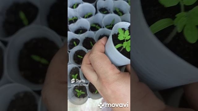 КАК УВЕЛИЧИТЬ КОРНЕВУЮ МАССУ У РАССАДЫ ТОМАТОВ. ОГОРОД НА КУБАНИ. shorts# смотреть онлайн