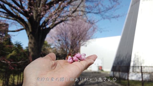 サッポロビール園の桜とカフェオトカムさんのオレグラッセ【北海道と暮らしのVlog】 смотреть онлайн