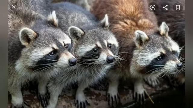 Еноты. Интересные факты смотреть онлайн