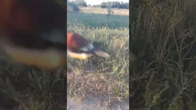 Ручная Золотистая Щурка:3 смотреть онлайн