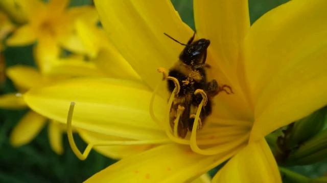 Pentax wg-3 gps macro 1cm смотреть онлайн