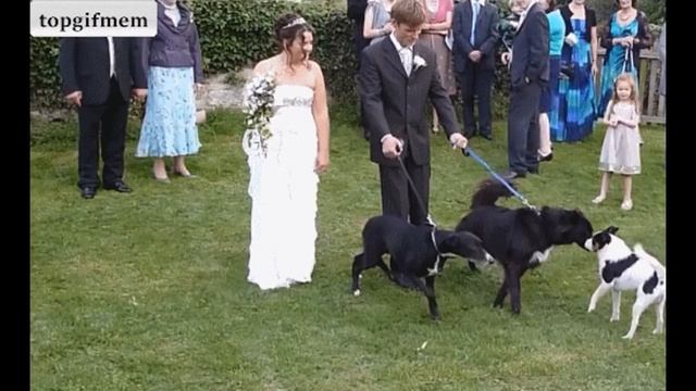 Top Gif №2 ЛУЧШИЕ ПРИКОЛЫ собранные из Gif вырезок | Лучшая Подборка Приколов #2 смотреть онлайн