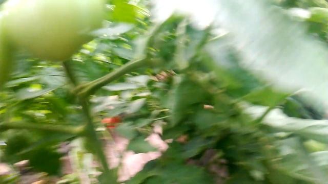 Томат Мануса смотреть онлайн