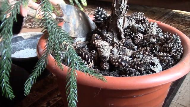 Араукария. Мои попытки помочь моей красавице араукарии! смотреть онлайн