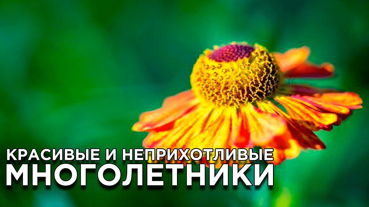 Красивые и неприхотливые многолетники для сада