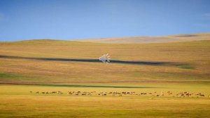 Лесостепи,Степи,