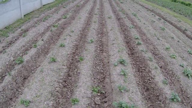 Ёжики и мотоблок Форте. смотреть онлайн