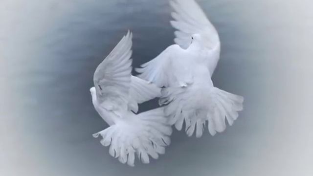 Белый танец. Стихи. Е.Сосевич-Карпенко.wmv смотреть онлайн