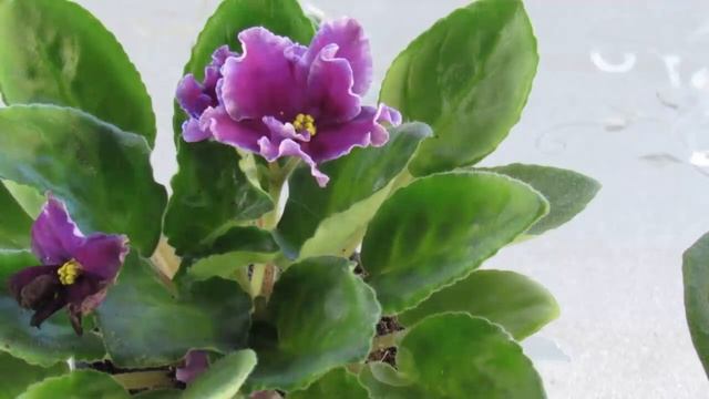 КАК ВЫВЕСТИ ТРИПСОВ НА ФИАЛКАХ ПРИЗНАКИ ЗАРАЖЕНИЯ смотреть онлайн