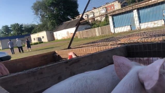 Цены на поросят на рынке!!! Покупаем поросят смотреть онлайн