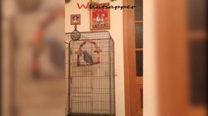 попугай матершинник )))