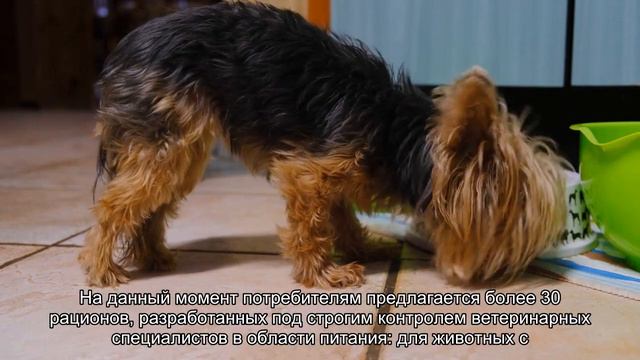 Топ 10 Производителей корма для животных смотреть онлайн