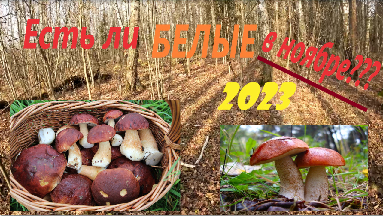 Можно ли НАЙТИ БЕЛЫЕ в лесах Подмосковья в НОЯБРЕ 2023??? Осенние опята! смотреть онлайн