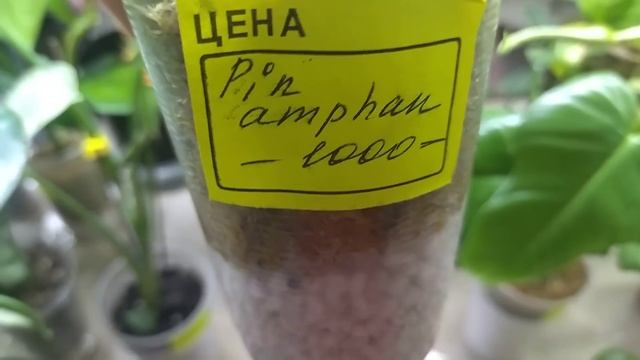 Просто море красивейших комнатных растений на выставке. смотреть онлайн