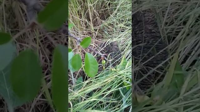 Ёж- санитар пасеки смотреть онлайн