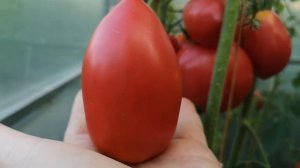 СОРТОВОЙ ТОМАТ РАКЕТА. ОБЗОР УРОЖАЯ 2019г.