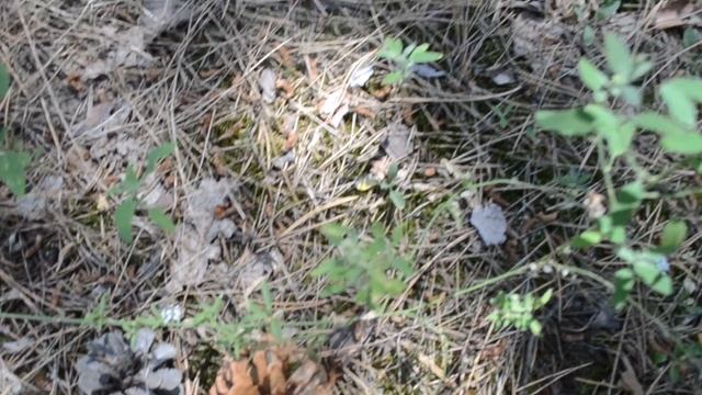 Лес Шишки Кора деревьев Сосновые иголки смотреть онлайн