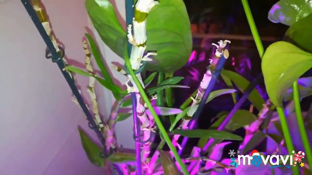 ОРХИДЕИ🌸 обзор на начало января 2019 года🎉 ПОЛНЫЙ ВОСТОРГ смотреть онлайн