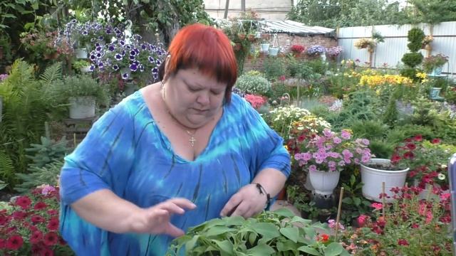 стрижка петуний летом. часть 1 смотреть онлайн