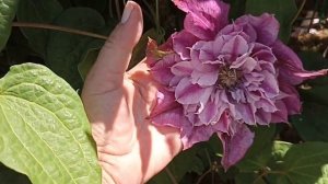 Клематис Май Дарлинг . Clematis My Darling .