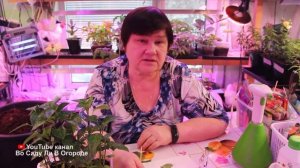 ЕСЛИ УВИДИТЕ ЭТО НА СВОЕЙ РАССАДЕ ПЕРЦА, СРОЧНО ПРИНИМАЙТЕ МЕРЫ! Рассада перца.