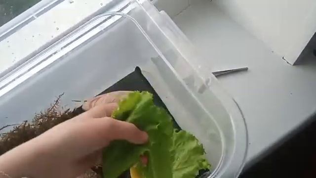 Уборка в котнейнере у улитки ахатины?