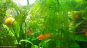 обзор растений, Увирандра  Aponogeton Madagascariensis  planta de acuario, Aquarium plant