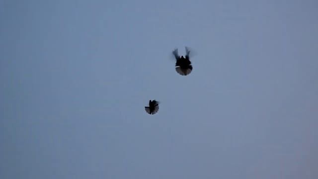 Вечерние подкидки голубей Толи мелитопольского смотреть онлайн