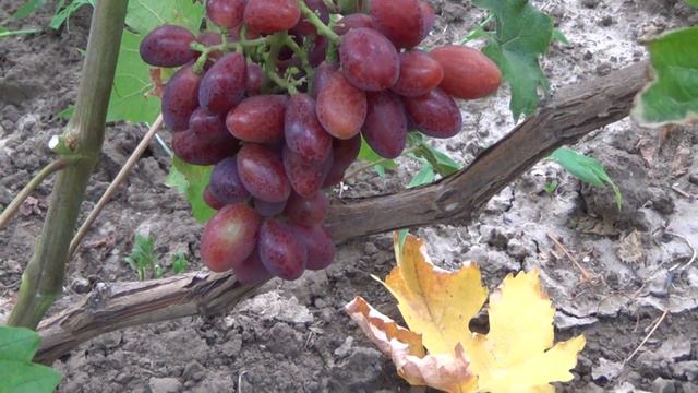 ТАЛДУН смотреть онлайн