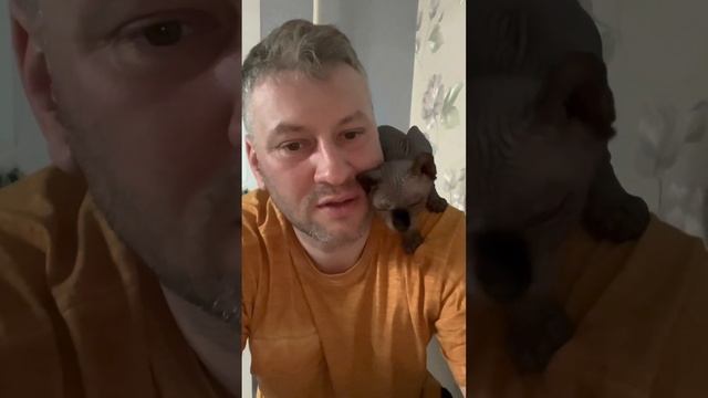 Сфинксы скучают по хозяевам. смотреть онлайн