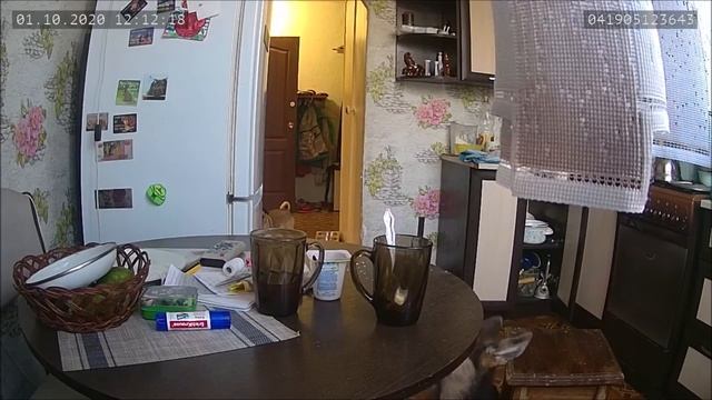 Как отучить собаку воровать со стола смотреть онлайн