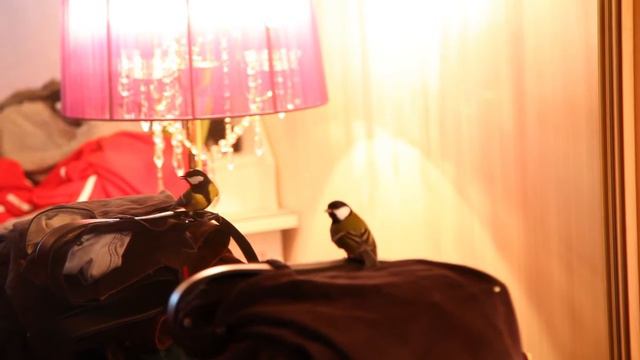 Синица в гостях