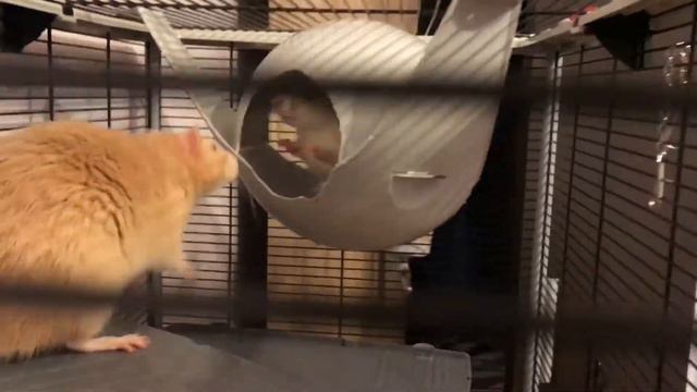 Крысиные разборки смотреть онлайн