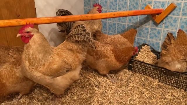 Поженила петухов с курами на морозы ?